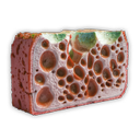 Macromolecule Biogel